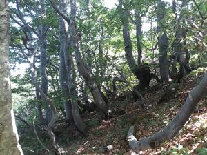 Naravna dediščina ob Veliki vodi, snemanje na zgornji gozdni meji na Snežniku, Franci Korošec Šoki
